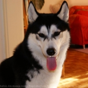 Photo de Husky siberien