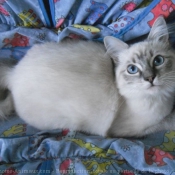 Photo de Ragdoll