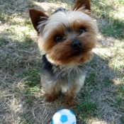 Photo de Yorkshire terrier