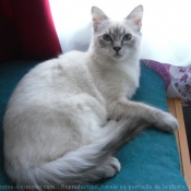 Photo de Ragdoll