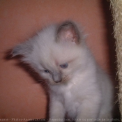 Photo de Ragdoll