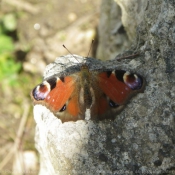 Photo de Papillon