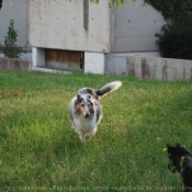 Photo de Colley  poil long