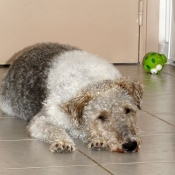 Photo de Fox terrier  poil dur