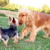 Photo de Yorkshire terrier