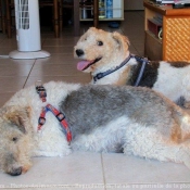 Photo de Fox terrier  poil dur