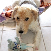 Photo de Fox terrier  poil dur