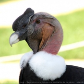 Photo de Condor