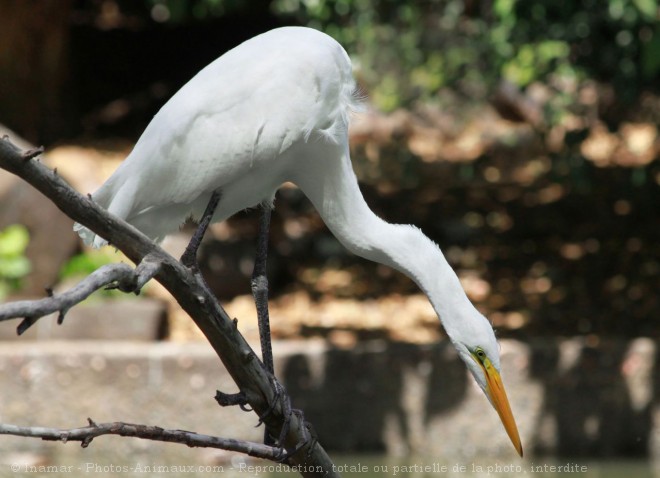 Photo d'Aigrette