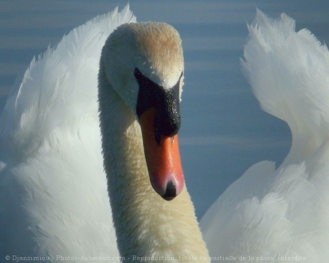 Photo de Cygne