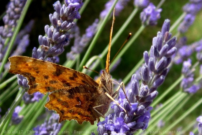 Photo de Papillon