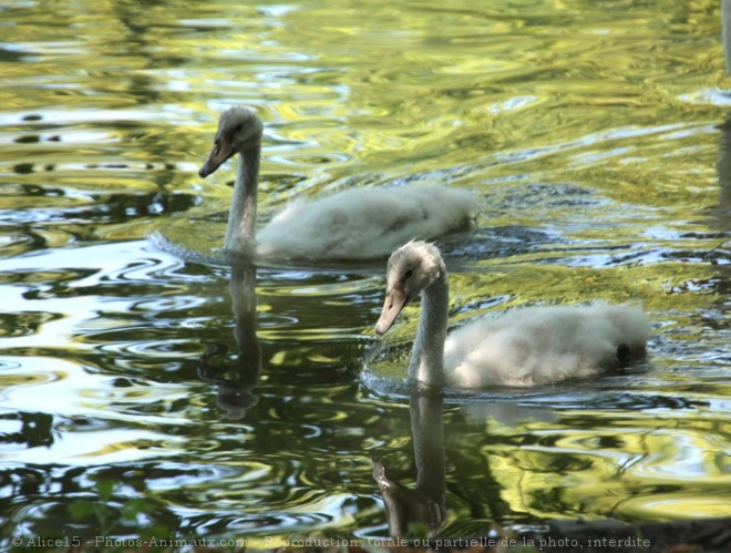 Photo de Cygne