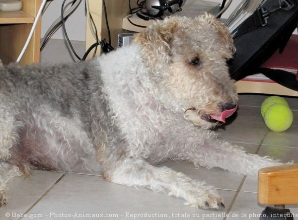 Photo de Fox terrier  poil dur