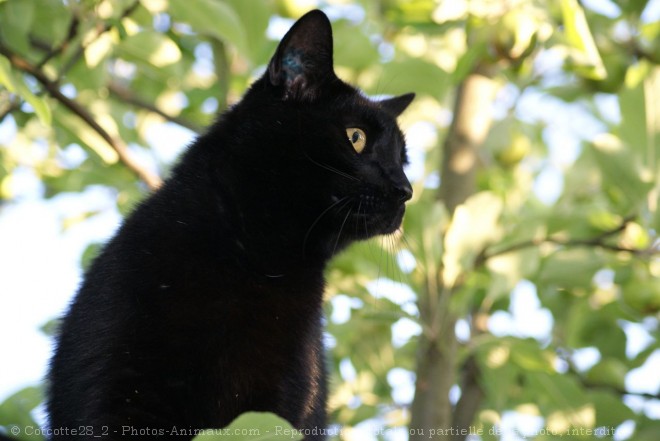 Photo de Chat domestique