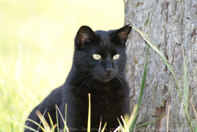 Photo de Chat domestique