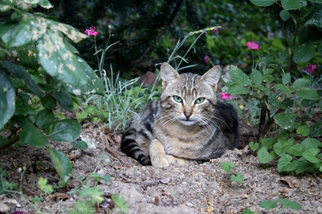 Photo de Chat domestique