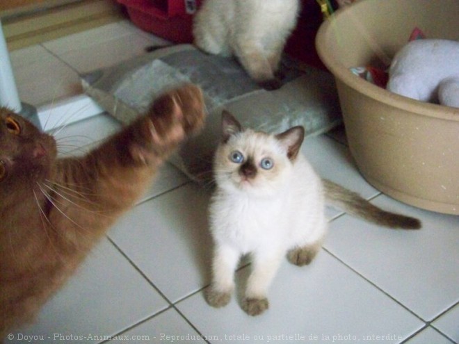 Photo de British shorthair