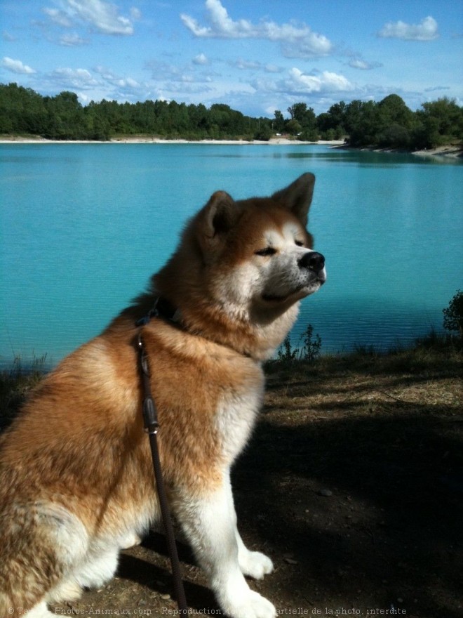 Photo d'Akita inu