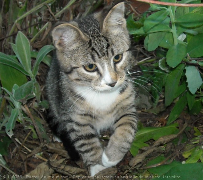 Photo de Chat domestique