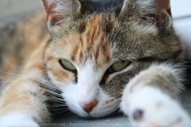 Photo de Chat domestique