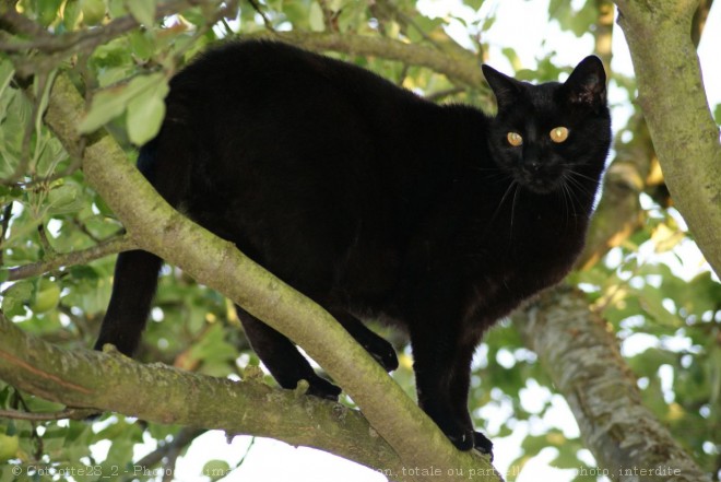 Photo de Chat domestique