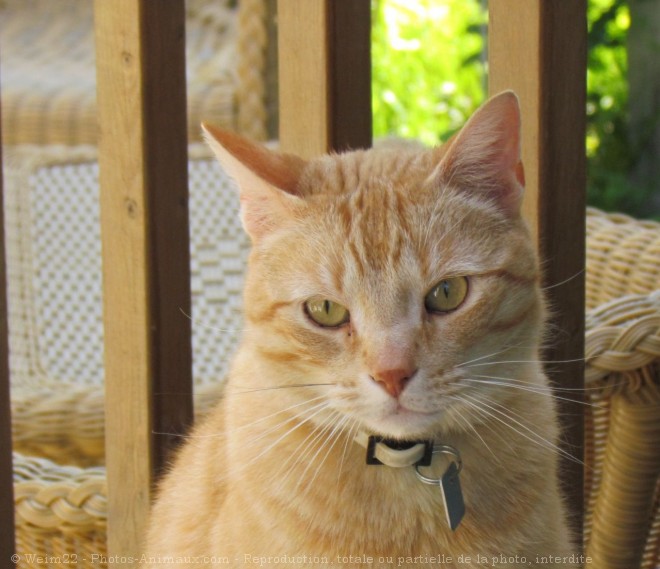 Photo de Chat domestique