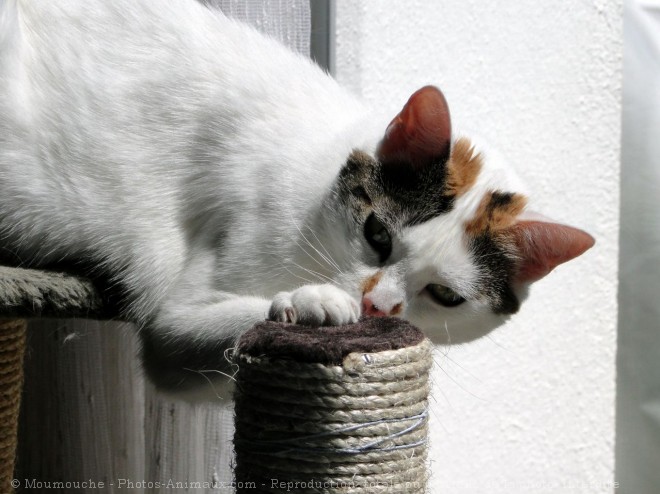 Photo de Chat domestique