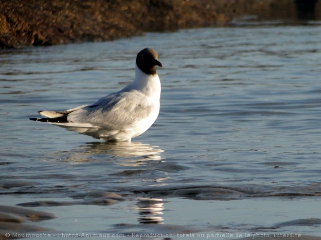 Photo de Mouette