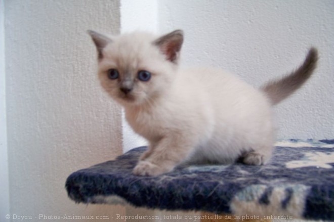 Photo de British shorthair