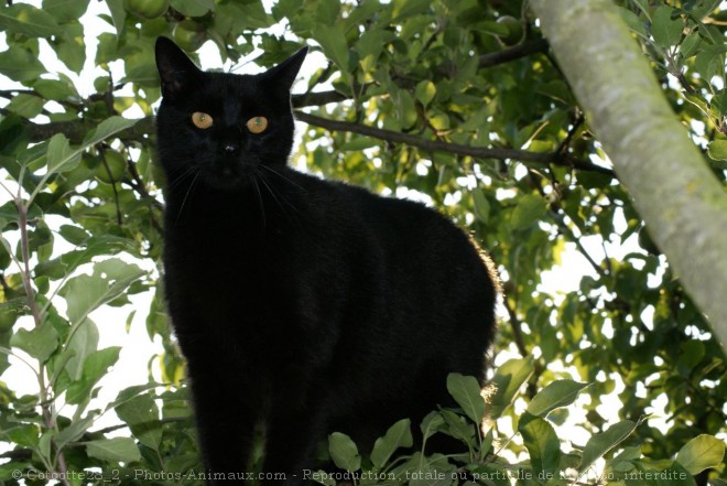 Photo de Chat domestique