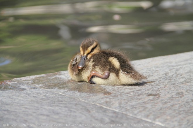 Photo de Canard