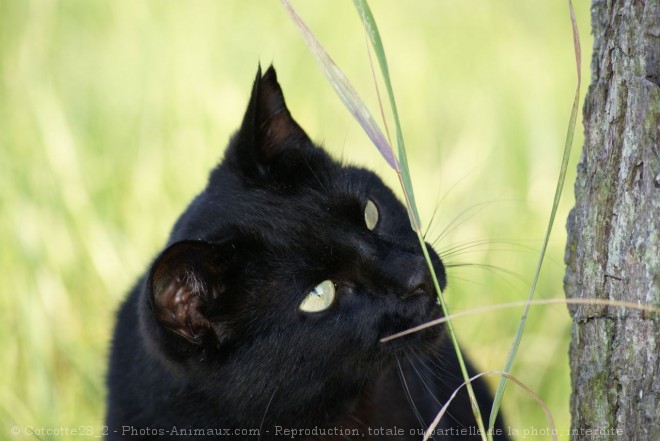 Photo de Chat domestique