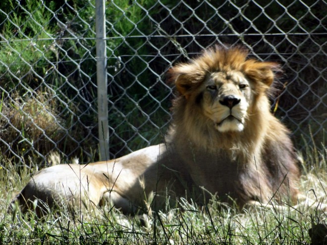 Photo de Lion