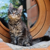 Photo de Maine coon