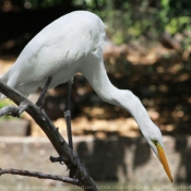 Photo d'Aigrette