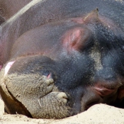 Photo de Hippopotame