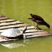 Photo de Tortue