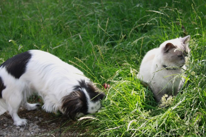 Photo de Races diffrentes