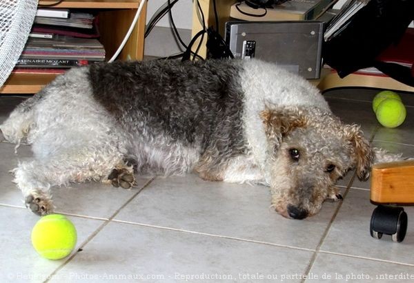 Photo de Fox terrier  poil dur