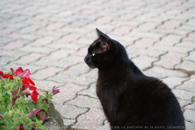 Photo de Chat domestique