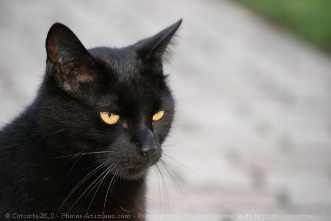 Photo de Chat domestique