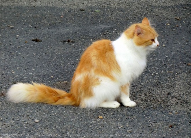 Photo de Chat domestique