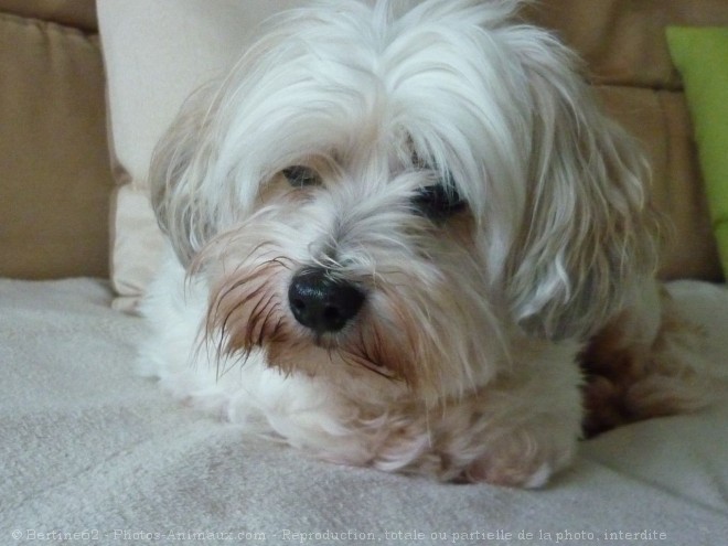 Photo de Coton de tulear