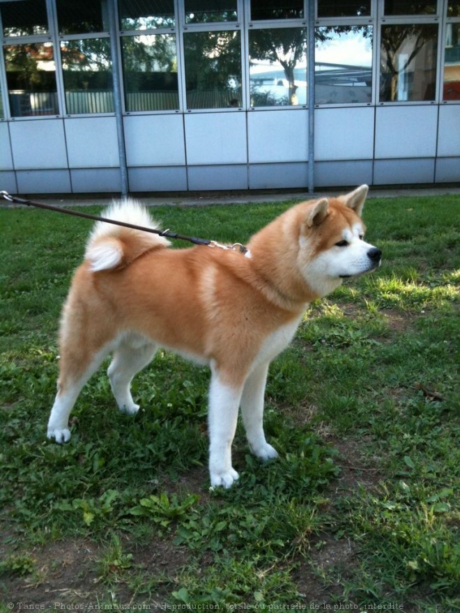 Photo d'Akita inu