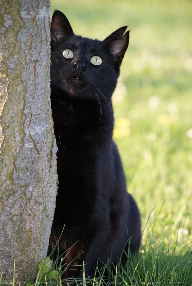 Photo de Chat domestique