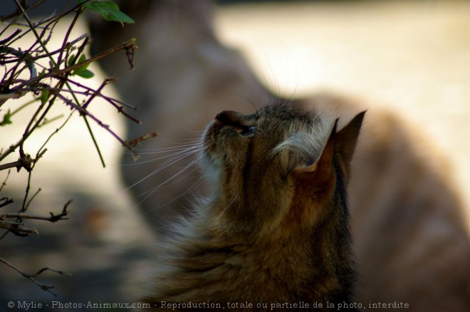 Photo de Chat domestique