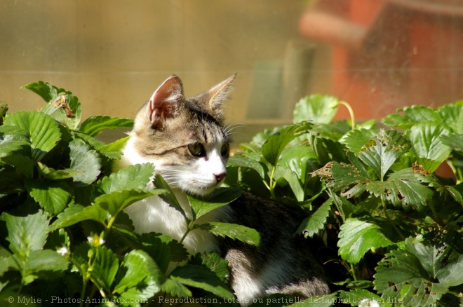 Photo de Chat domestique