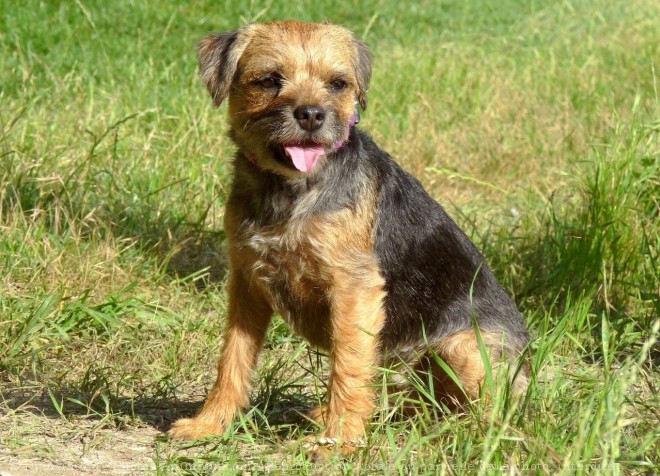 Photo de Border terrier