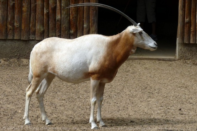 Photo d'Oryx