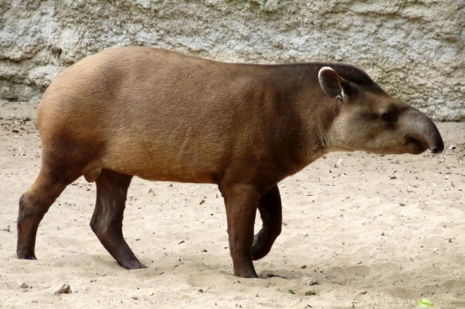 Photo de Tapir